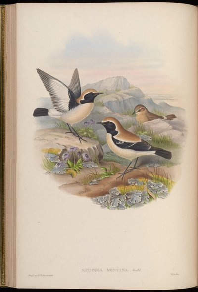 Saxicola montana = Oenanthe deserti von John Gould